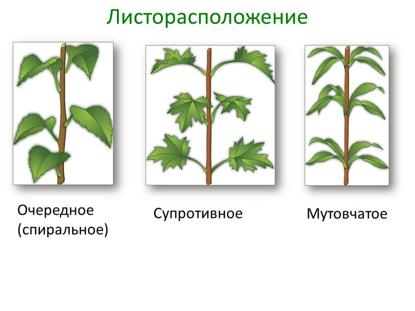 Листорасположение Очередное (спиральное)