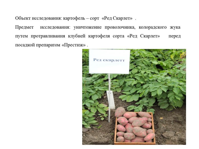 Объект исследования: картофель – сорт «Ред