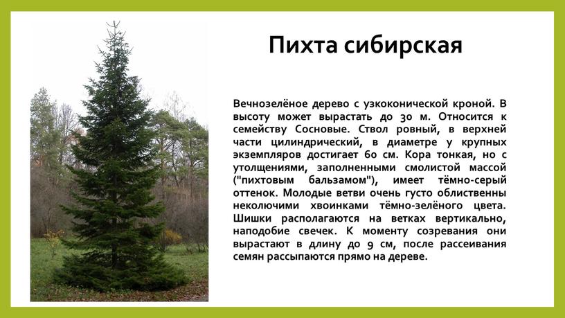 Пихта сибирская Вечнозелёное дерево с узкоконической кроной