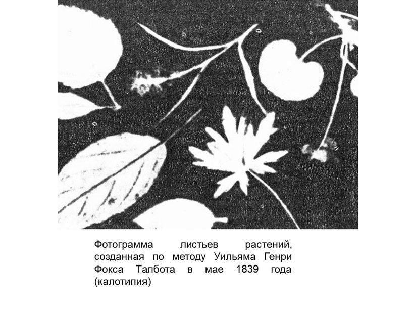 Фотограмма листьев растений, созданная по методу