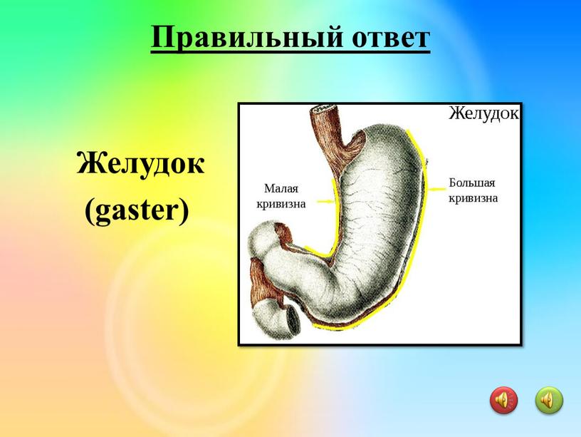 Желудок (gaster) Правильный ответ