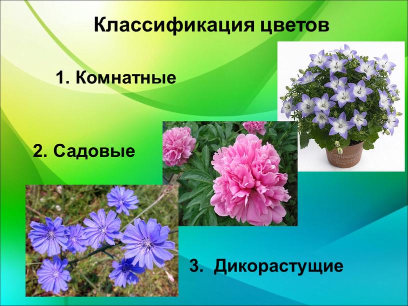 Классификация цветов 1. Комнатные 2