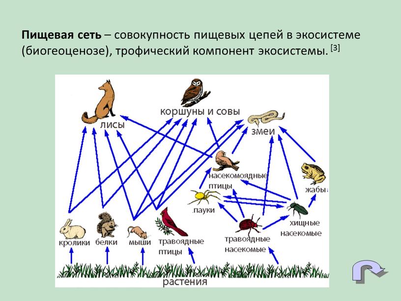 Пищевая сеть – совокупность пищевых цепей в экосистеме (биогеоценозе), трофический компонент экосистемы