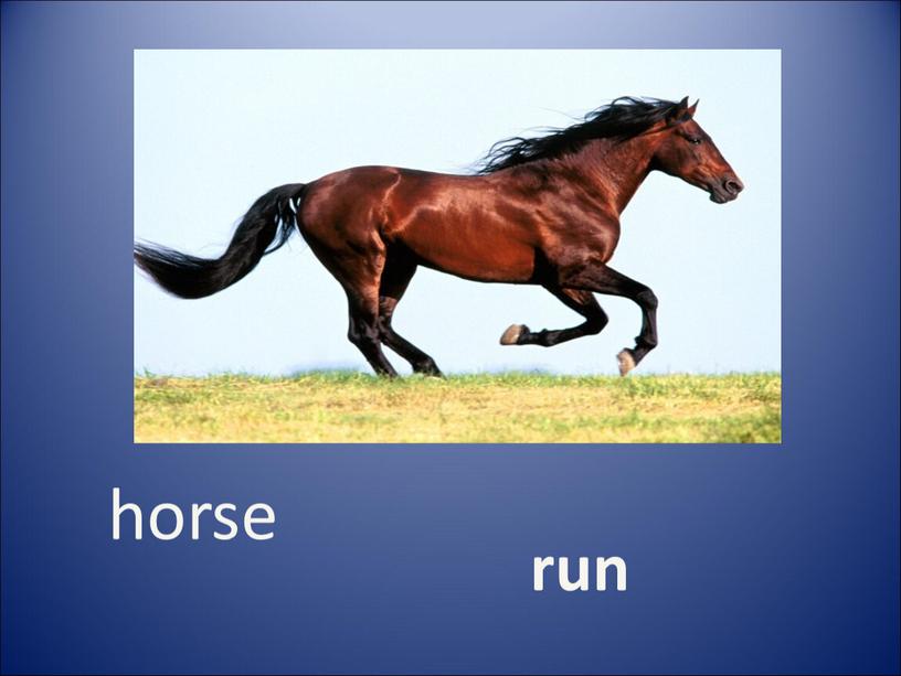 horse run