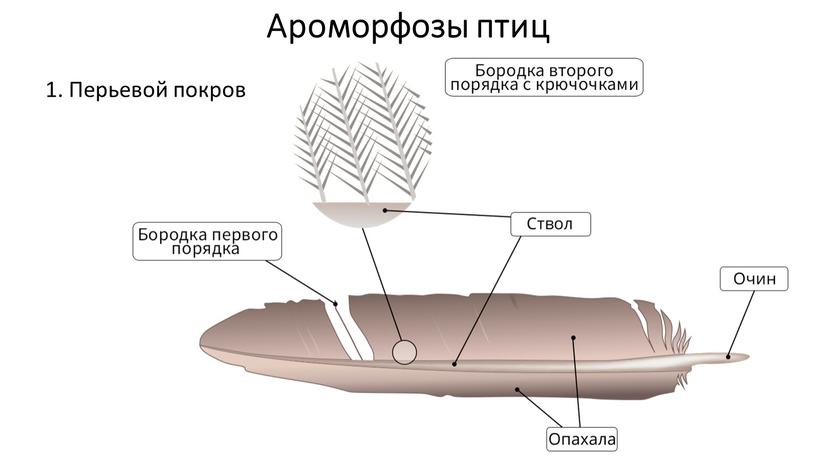 Ароморфозы птиц 1. Перьевой покров