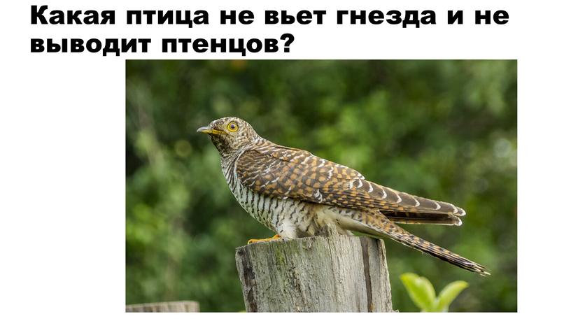 Какая птица не вьет гнезда и не выводит птенцов?