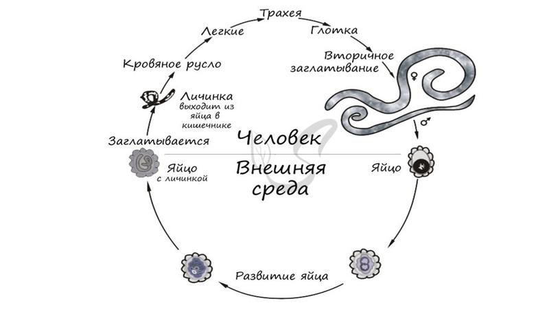 Цикл развития паразитических червей