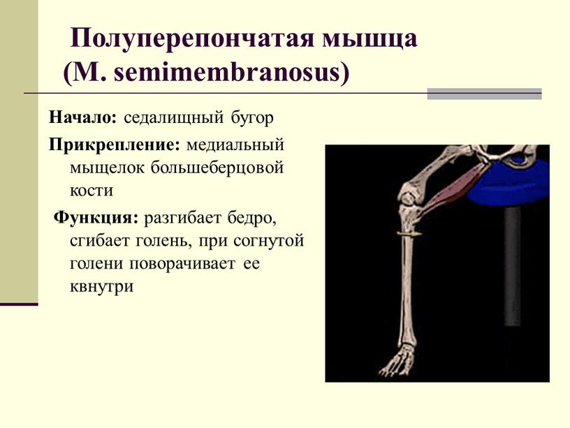 Полуперепончатая мышца (M. semimembranosus)