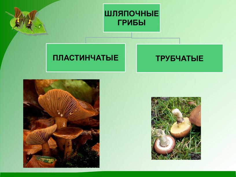 Презентация к открытому уроку окружающего мира "Царство грибов"