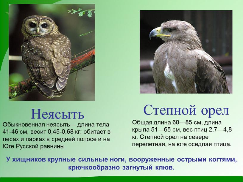 Степной орел Общая длина 60—85 см, длина крыла 51—65 см, вес птиц 2,7—4,8 кг