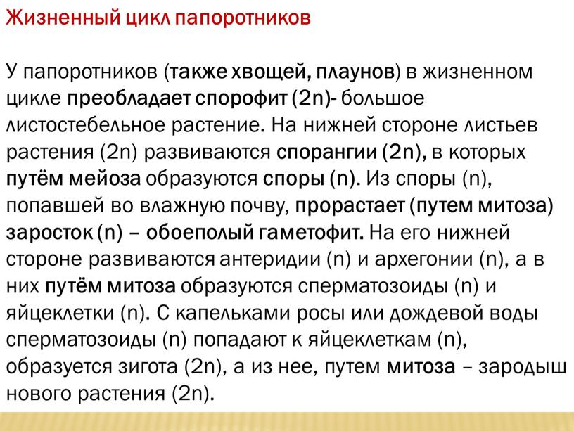 Жизненный цикл папоротников У папоротников ( также хвощей, плаунов ) в жизненном цикле преобладает спорофит (2n)- большое листостебельное растение