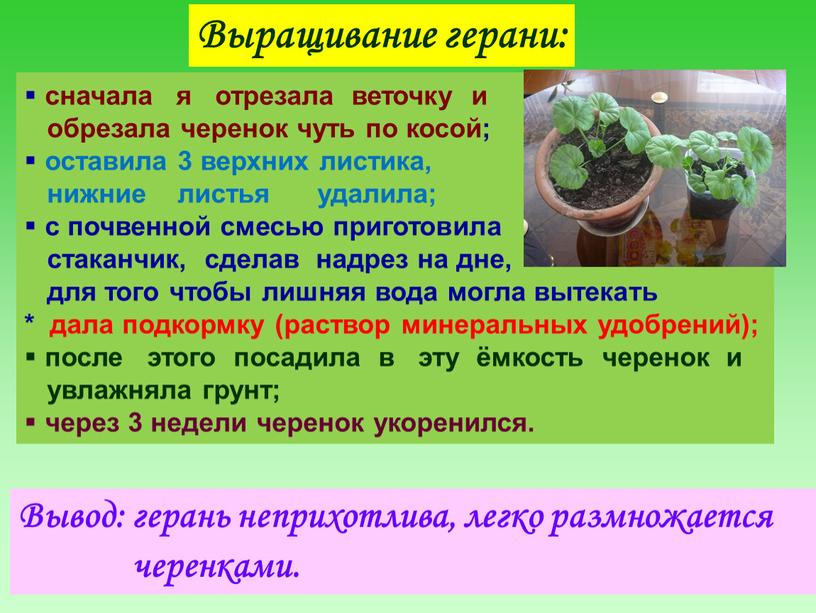 Выращивание герани: сначала я отрезала веточку и обрезала черенок чуть по косой; оставила 3 верхних листика, нижние листья удалила; с почвенной смесью приготовила стаканчик, сделав…