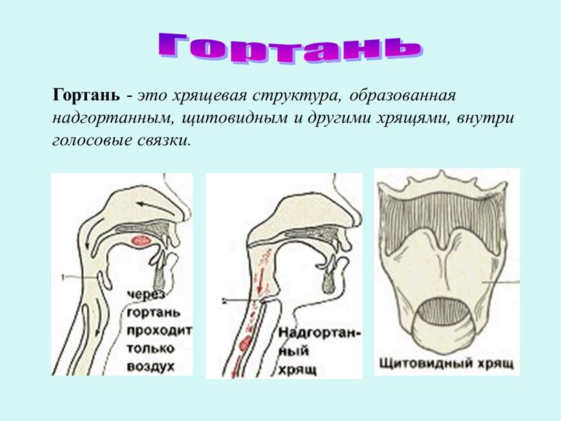 Гортань Гортань - это хрящевая структура, образованная надгортанным, щитовидным и другими хрящями, внутри голосовые связки