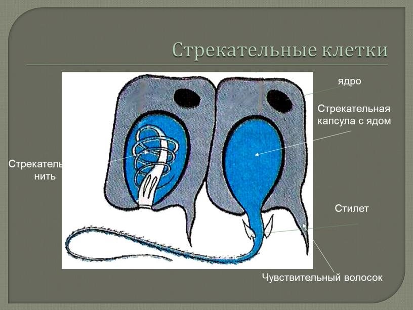 Чувствительный волосок Стрекательная капсула с ядом