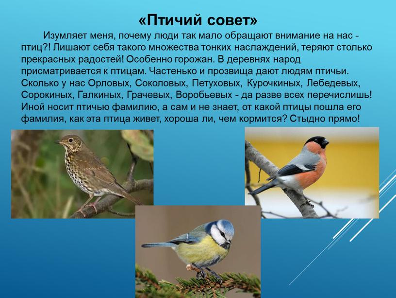 Птичий совет» Изумляет меня, почему люди так мало обращают внимание на нас - птиц?!