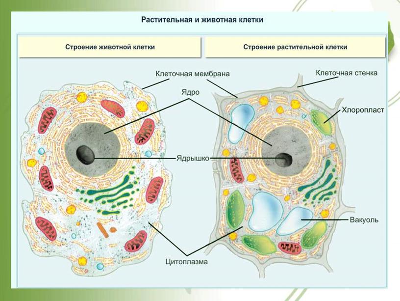 План конспект урока 5 класса строение клетки