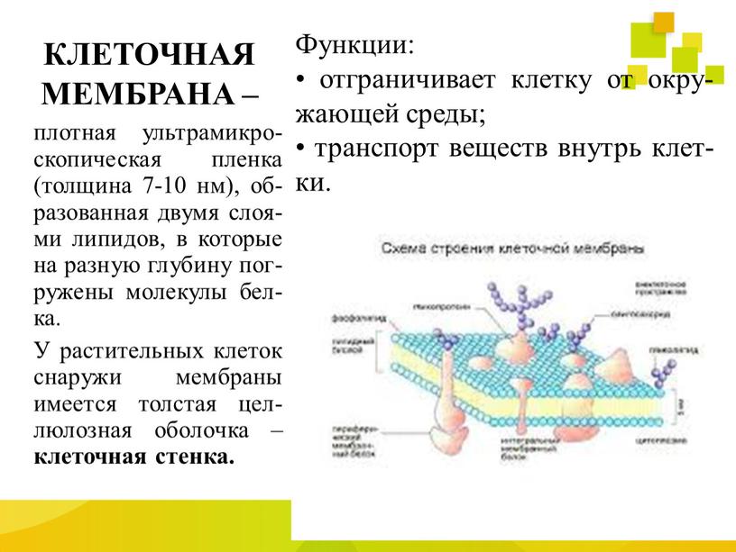 КЛЕТОЧНАЯ МЕМБРАНА – Функции: • отграничивает клетку от окру- жающей среды; • транспорт веществ внутрь клет-ки