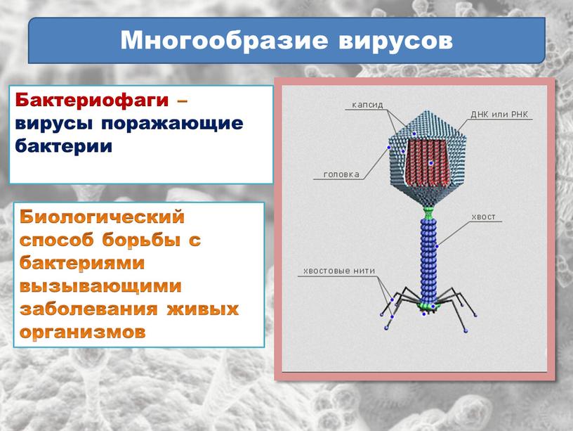 Многообразие вирусов Бактериофаги – вирусы поражающие бактерии