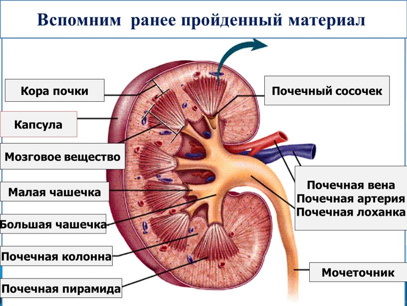 Кора почки Капсула Мозговое вещество