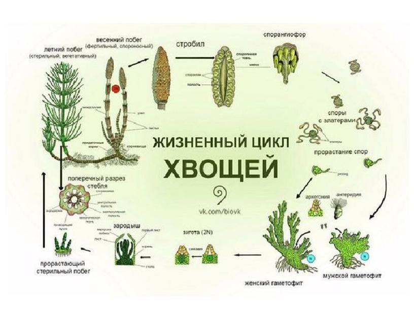 Подготовка к ЕГЭ по биологии.Жизненные циклы растений (теория и задания)