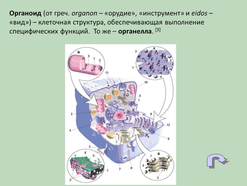 Органоид (от греч. organon – «орудие», «инструмент» и eidos – «вид») – клеточная структура, обеспечивающая выполнение специфических функций