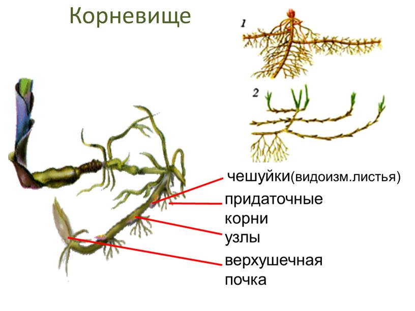 Корневище