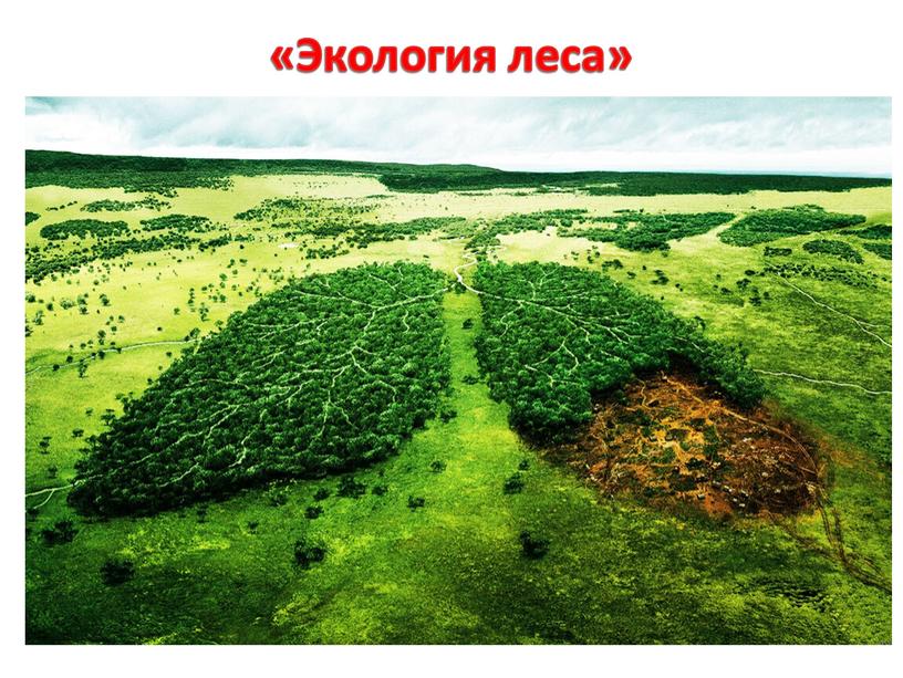 «Экология леса»