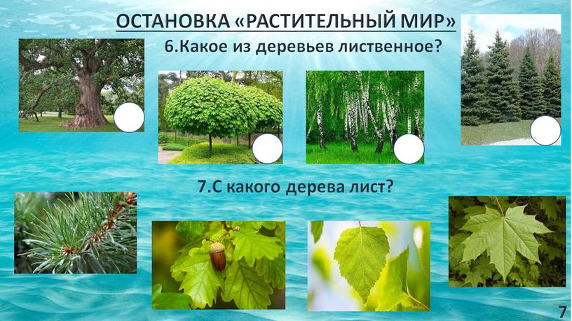 ОСТАНОВКА «РАСТИТЕЛЬНЫЙ МИР» 6