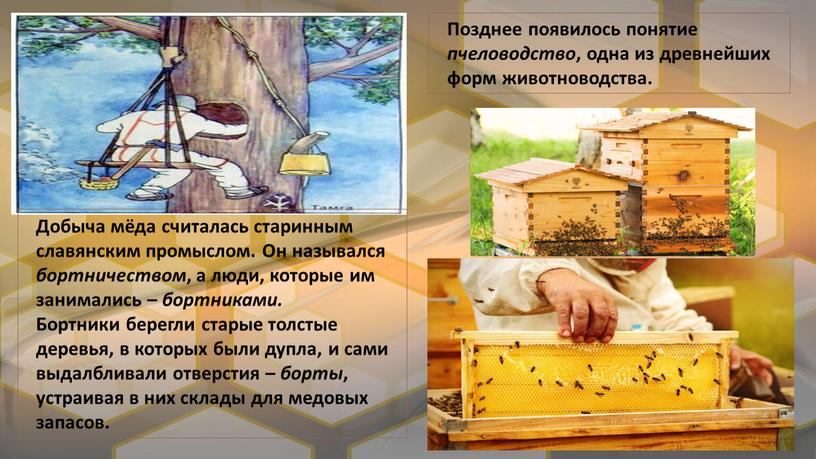 Добыча мёда считалась старинным славянским промыслом