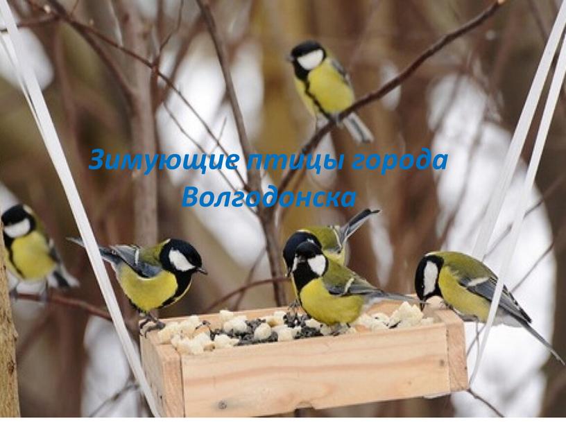 Зимующие птицы города Волгодонска