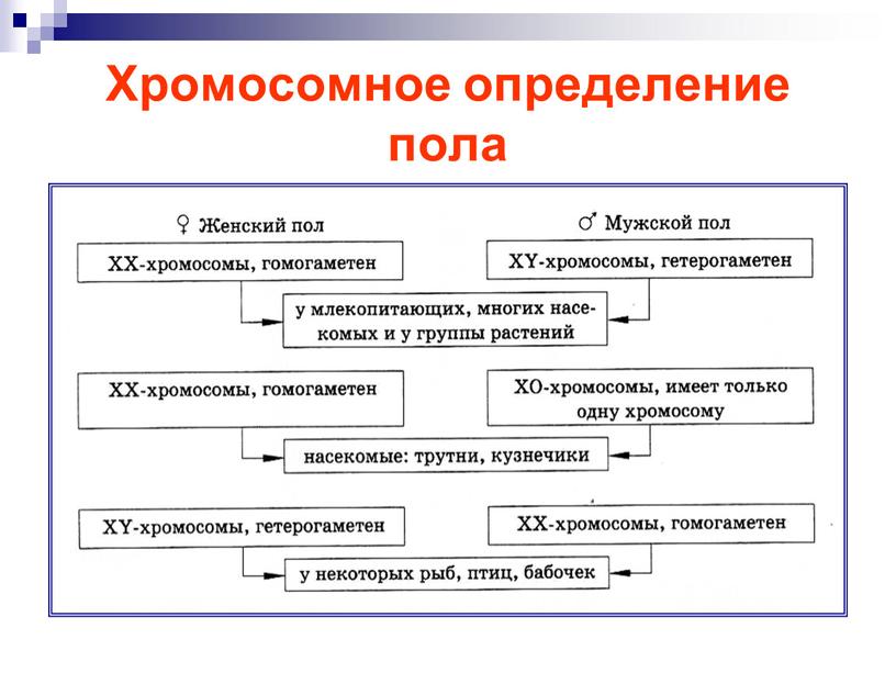 Хромосомное определение пола