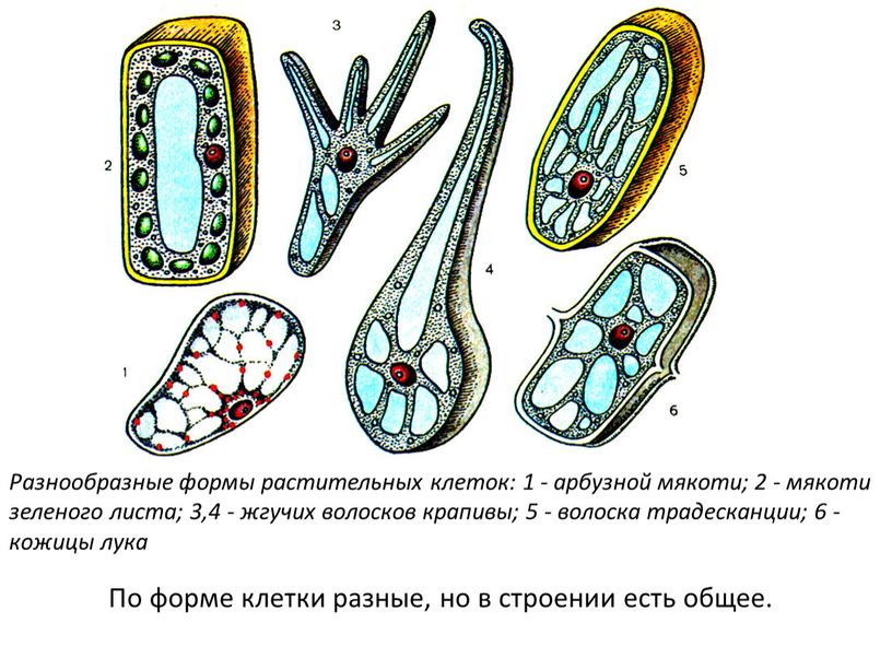 Разнообразные формы растительных клеток: 1 - арбузной мякоти; 2 - мякоти зеленого листа; 3,4 - жгучих волосков крапивы; 5 - волоска традесканции; 6 - кожицы…