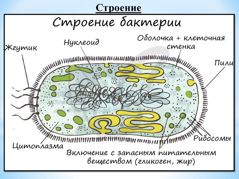 Строение