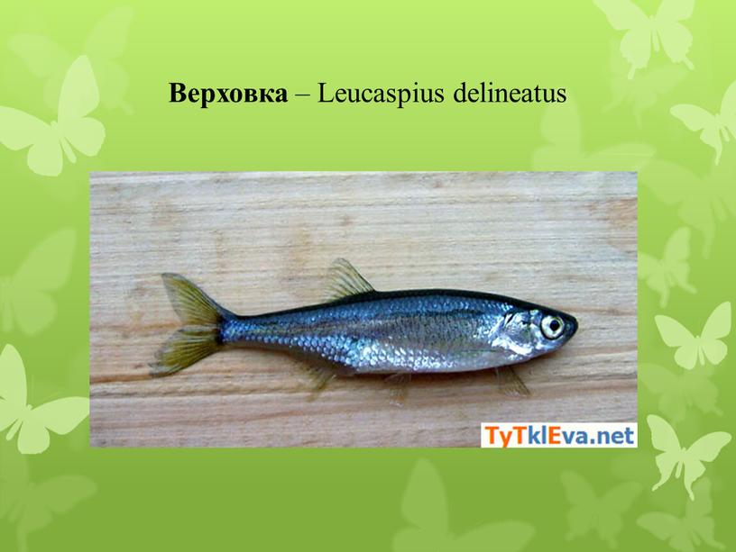Верховка – Leucaspius delineatus