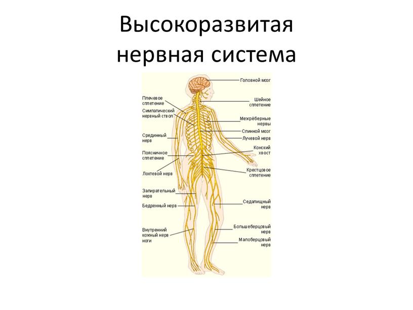 Высокоразвитая нервная система