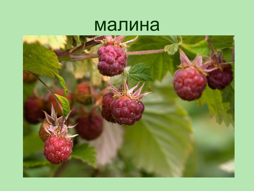 малина