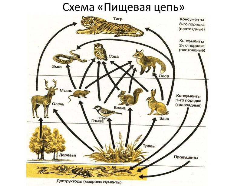 Схема «Пищевая цепь»