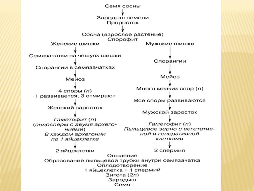 Подготовка к ЕГЭ по биологии.Жизненные циклы растений (теория и задания)