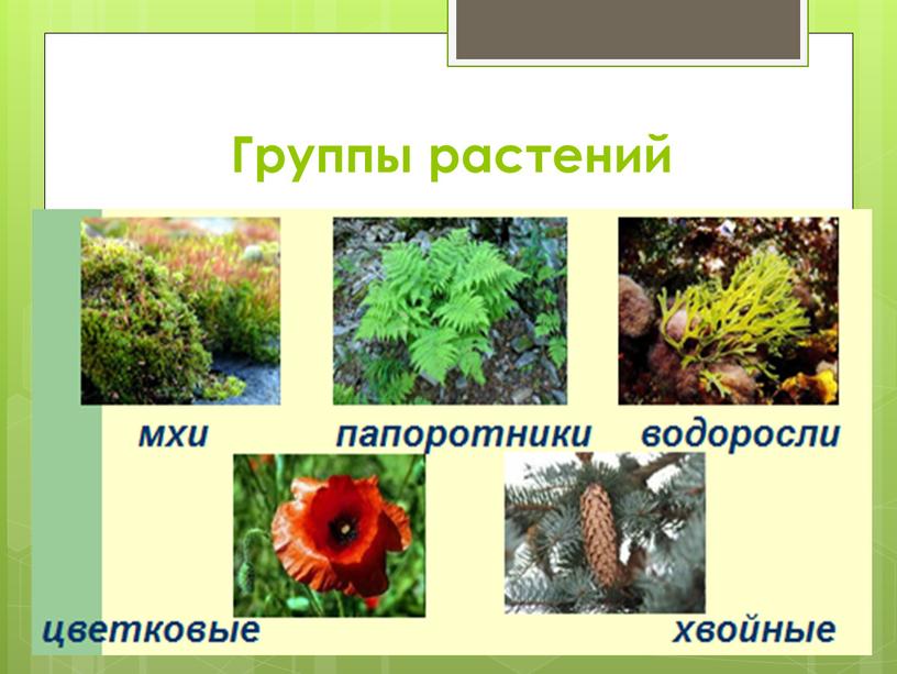 Группы растений