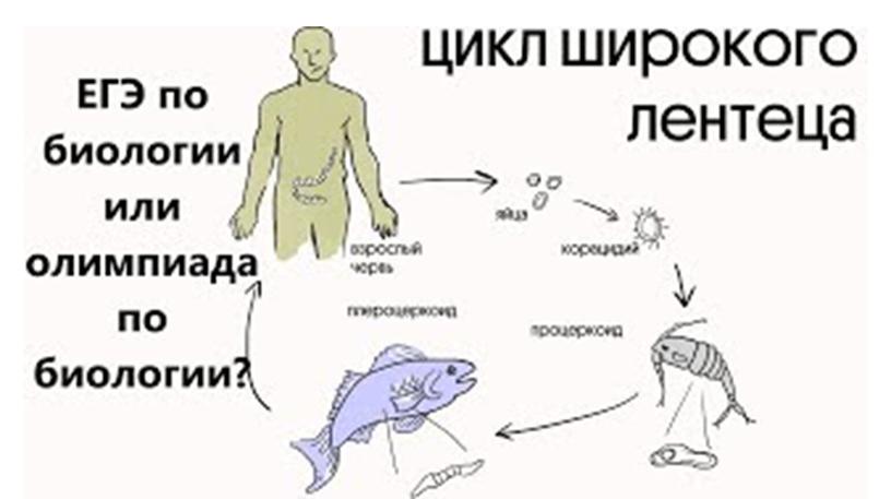 Цикл развития паразитических червей