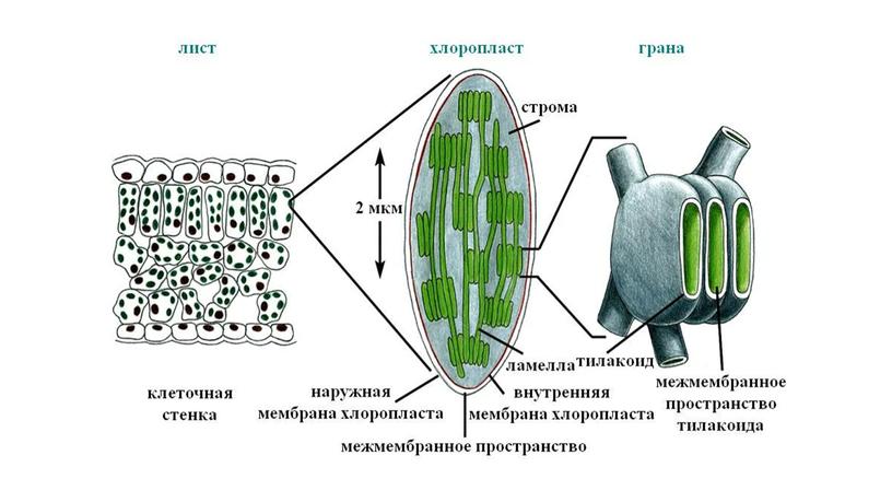 Презентация 10 класс "Двумембранные органоиды клетки"