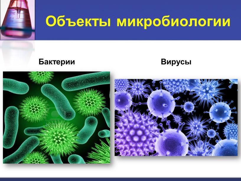 Объекты микробиологии Бактерии