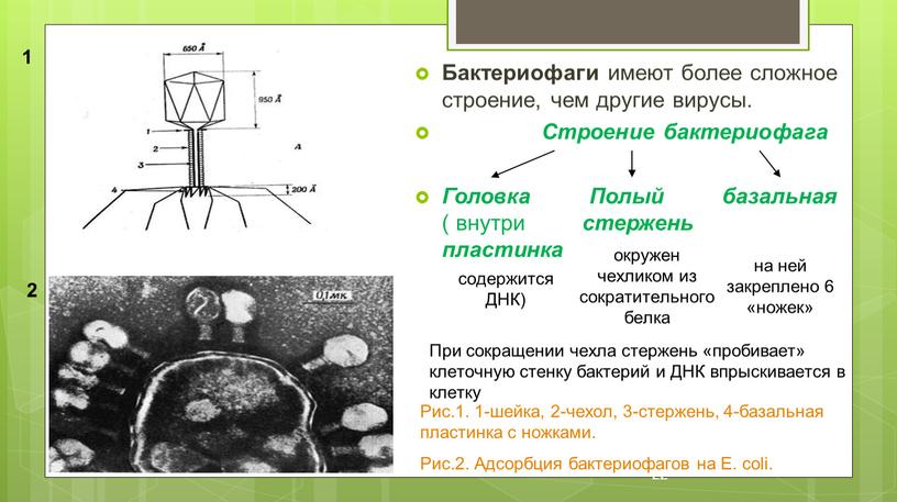 Бактериофаги имеют более сложное строение, чем другие вирусы