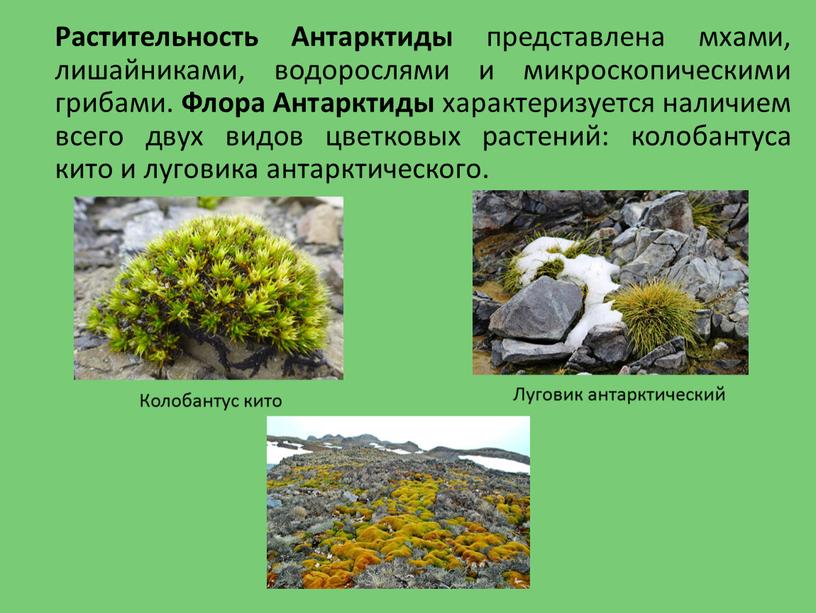 Растительность Антарктиды представлена мхами, лишайниками, водорослями и микроскопическими грибами