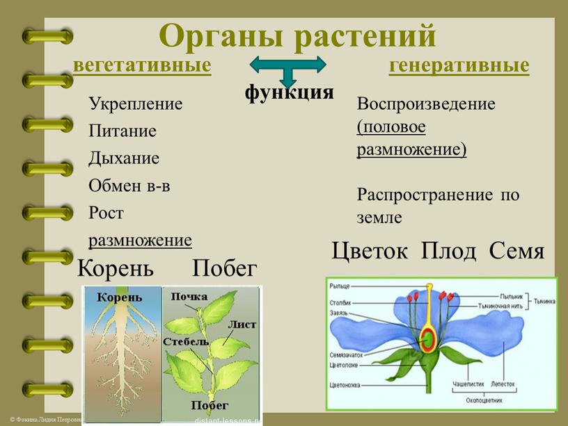 Органы растений вегетативные функция генеративные
