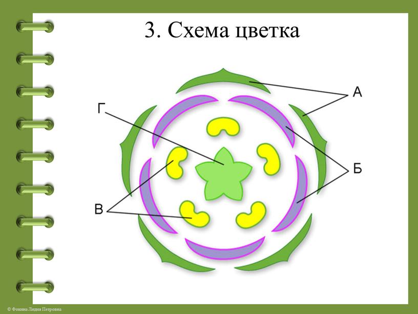 3. Схема цветка