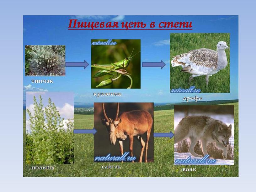 Презентация по окружающему миру "Природные зоны России". 4 класс