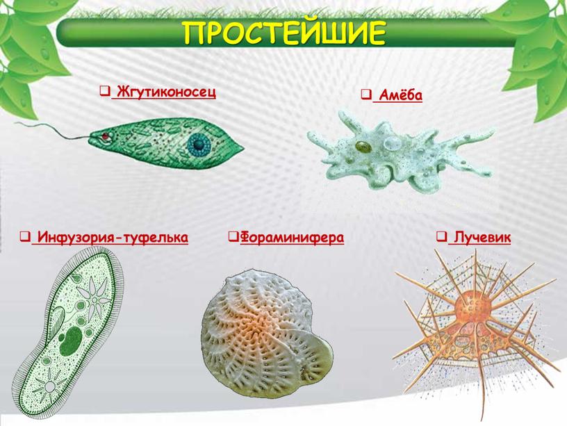 Жгутиконосец Амёба Инфузория-туфелька