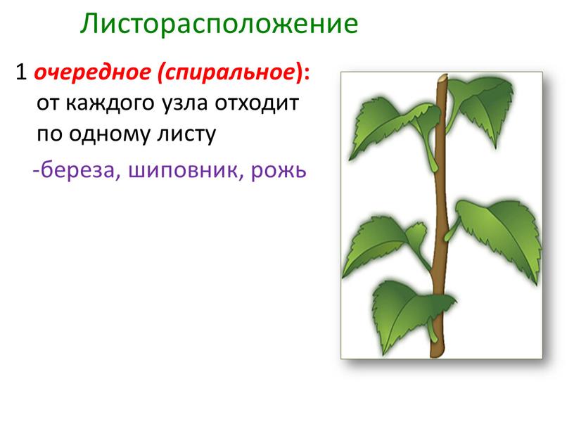 Листорасположение 1 очередное (спиральное ): от каждого узла отходит по одному листу -береза, шиповник, рожь