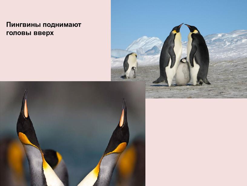 Пингвины поднимают головы вверх